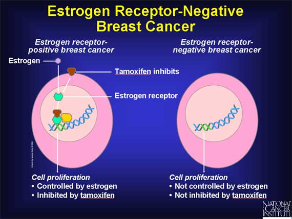 17. Estrogen Receptor