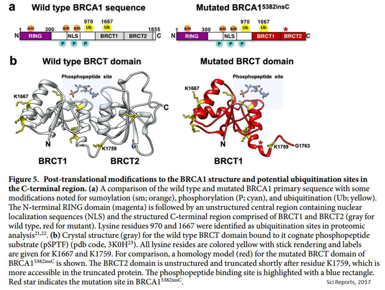 Breast cancer mutation in BRCA1 causes protein to self ...