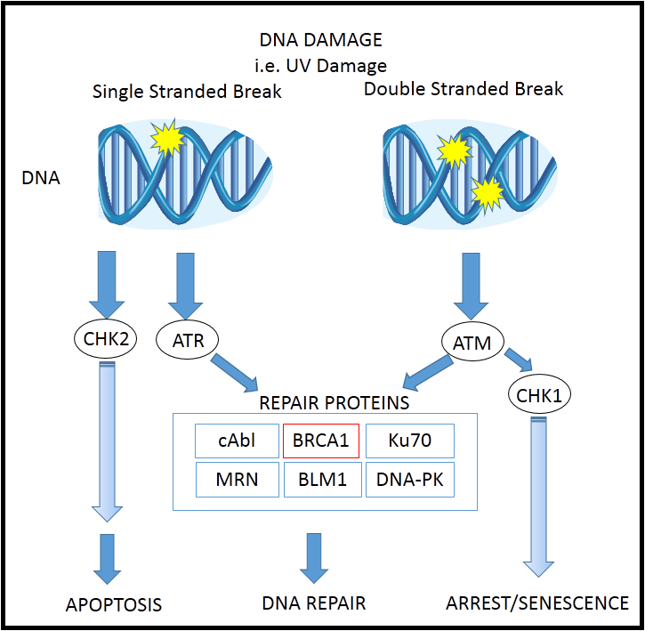 Cancer Biology: BRCA Mutations and Male Breast Cancer