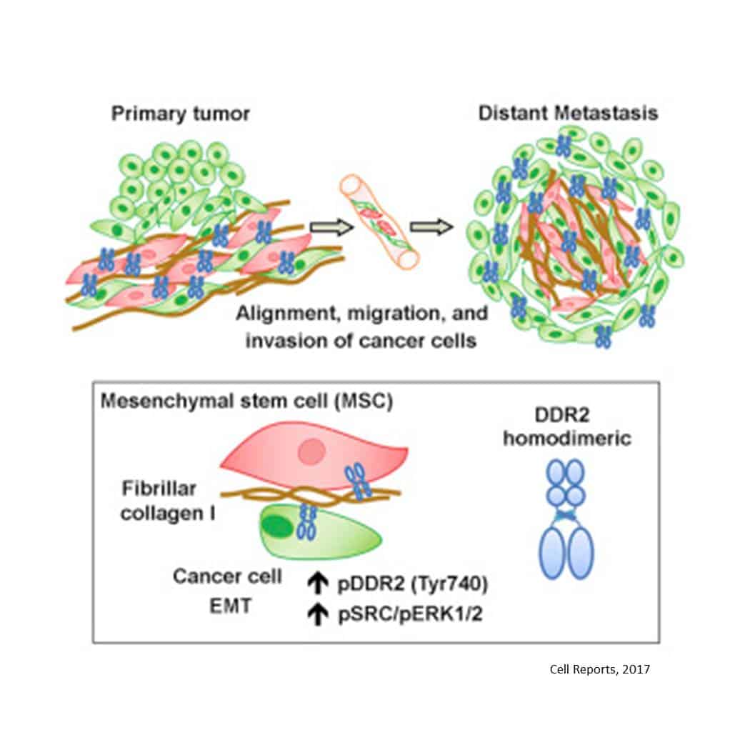 Collagen receptor DDR2 required for breast cancer metastasis â Science ...