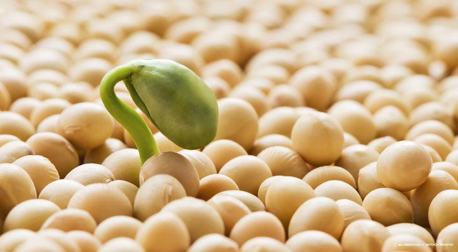 Does Soy Really Decrease the Risk of Breast Cancer?