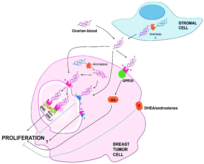Endocrine interactions in breast cancer. In the estrogen ...