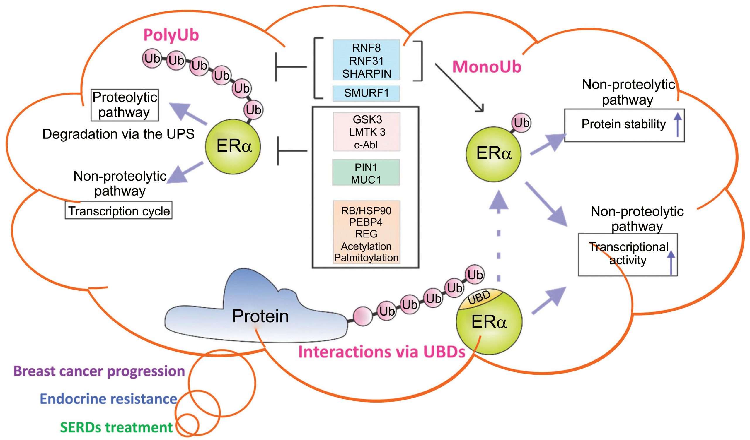 Estrogen Receptor Alpha and its Ubiquitination in Breast Cancer Cells ...