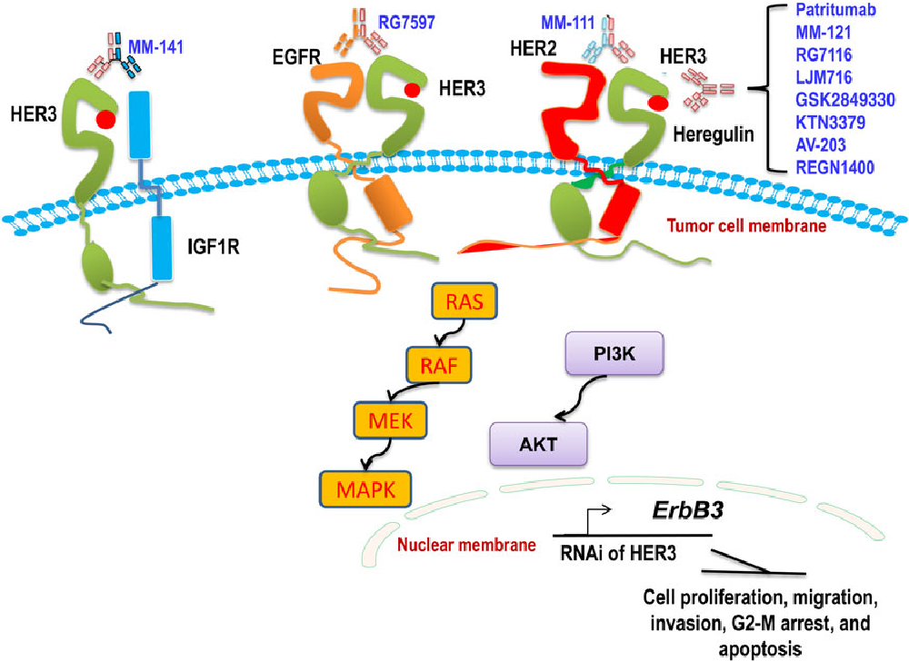 Figure 1 from HER3/ErbB3, an emerging cancer therapeutic target ...