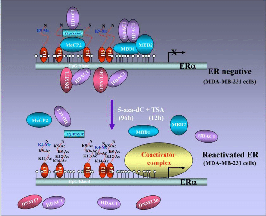 Figure 5. Reactivation of ER in ER