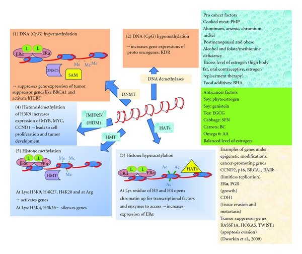 Five mechanisms for epigenetic alterations in breast ...