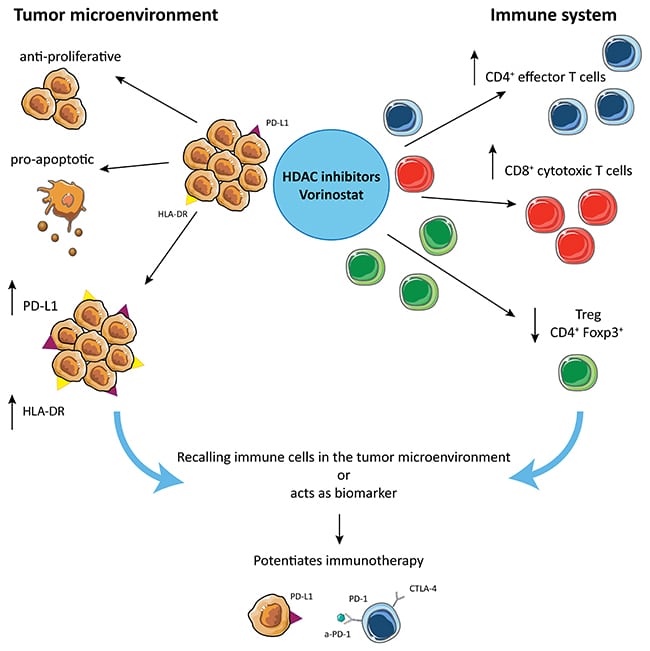 HDAC inhibition potentiates immunotherapy in triple negative breast ...