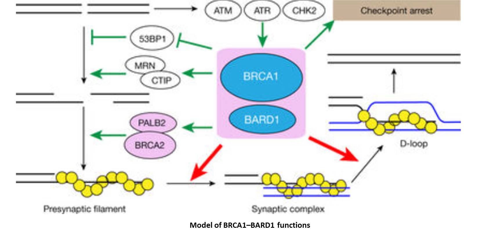 How BRCA1/2 mutations cause cancer? â Science Mission