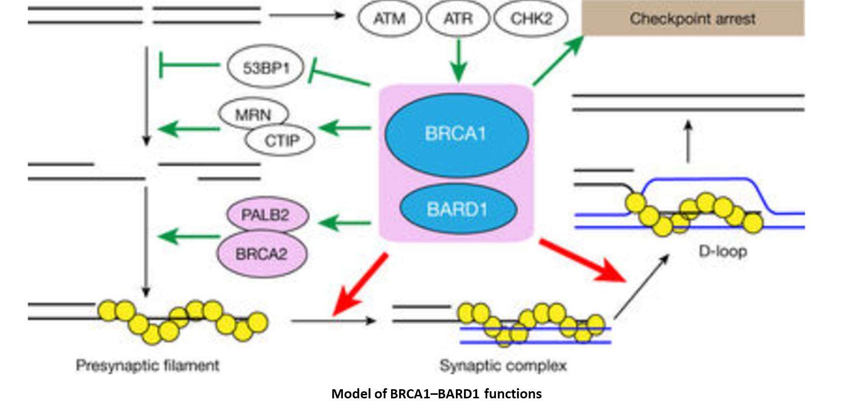 How BRCA1/2 mutations cause cancer?  Science Mission