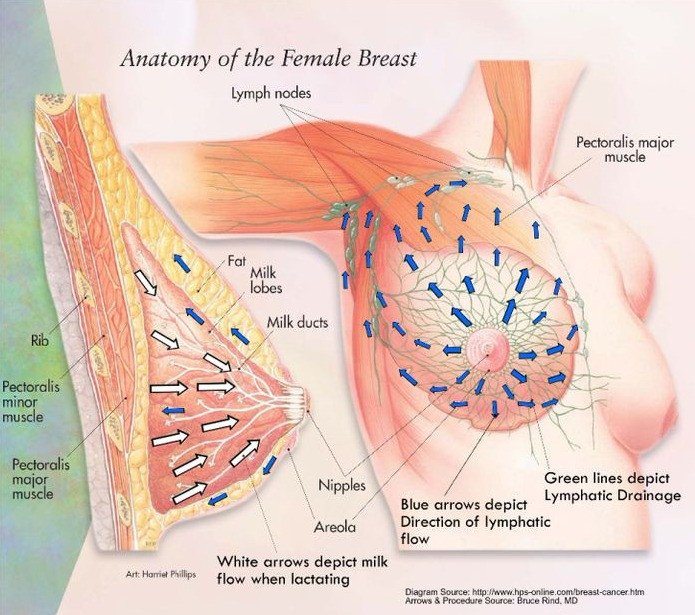 How to Heal Breast Cancer and Tumors Naturally with ...