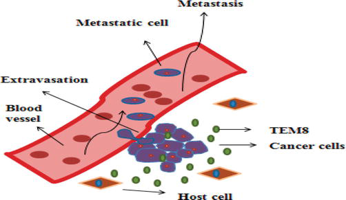 Molecular Genetics of Metastatic Breast Cancer