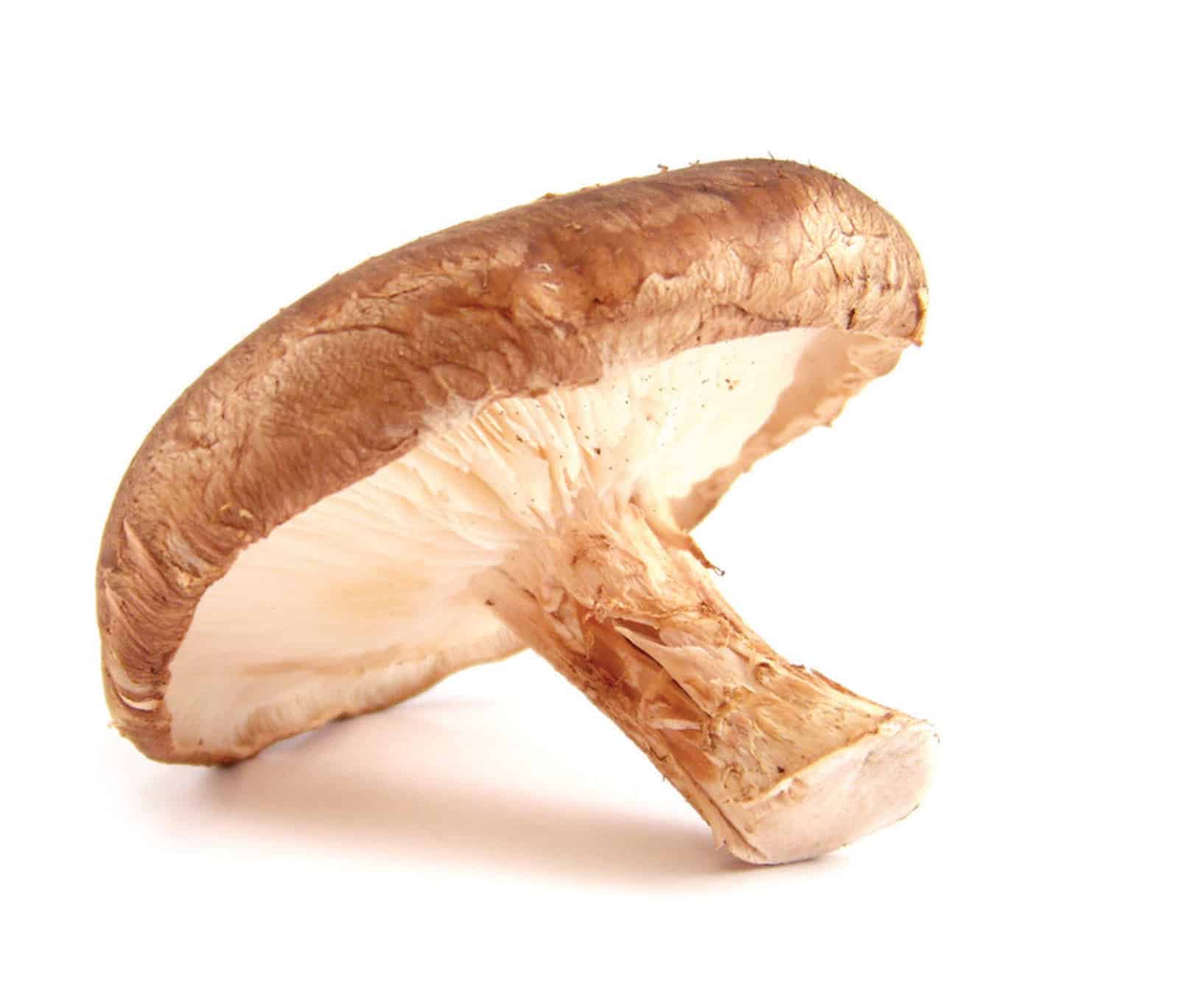 Mushrooms And Breast Cancer