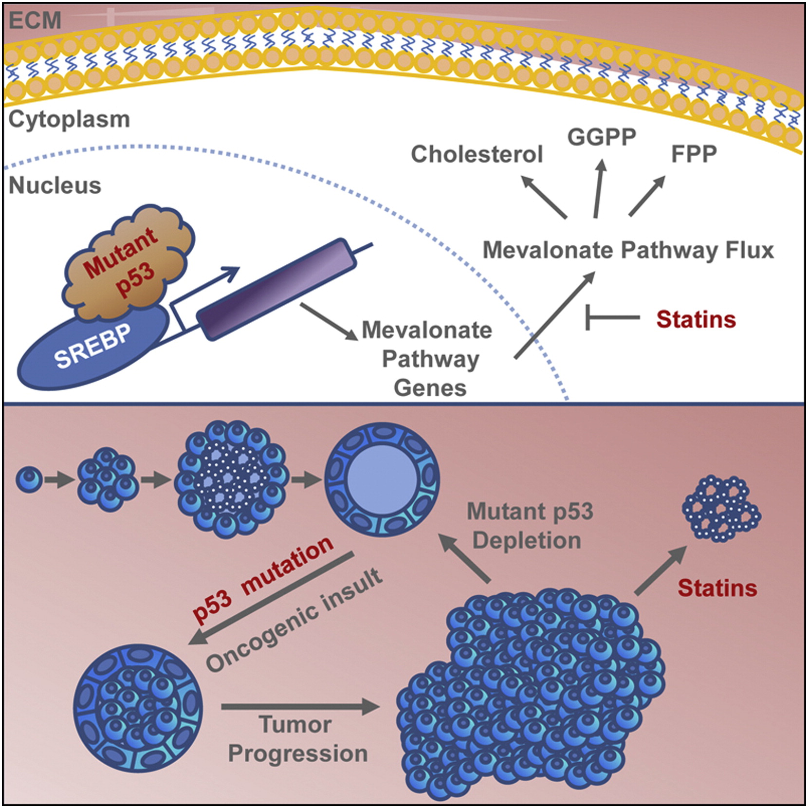 Mutant p53 Disrupts Mammary Tissue Architecture via the ...