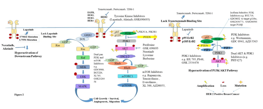 PI3K/AKT and MAPK Signaling Pathways for HER2 Positive ...