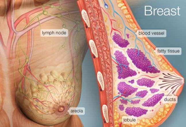 The Breast (Human Anatomy): Picture, Function, Conditions ...