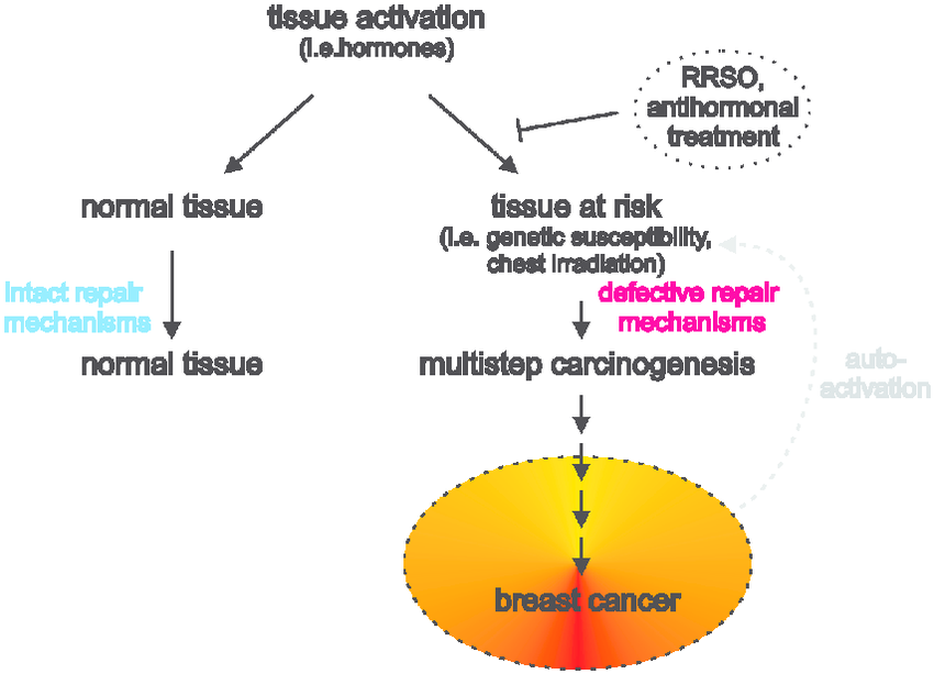 Tissue activation leads to breast cancer depending on ...