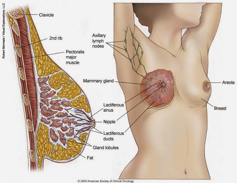 Types of Breast Cancer: ER Positive, HER2 Positive, and ...