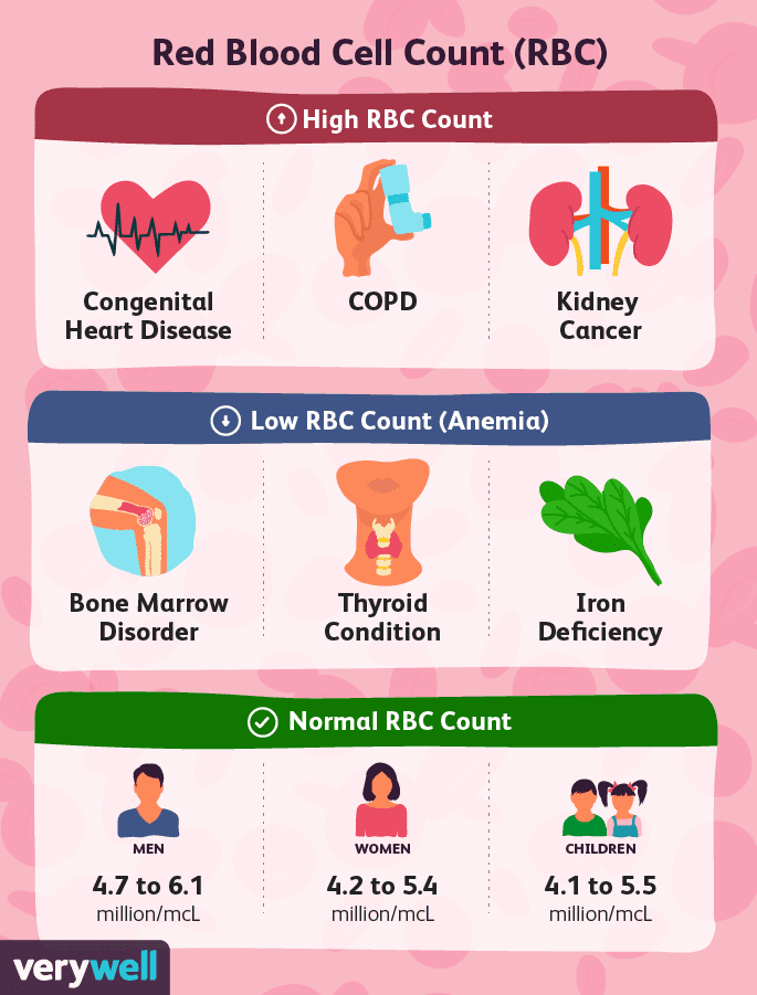 Understanding the Red Blood Cell (RBC) Count