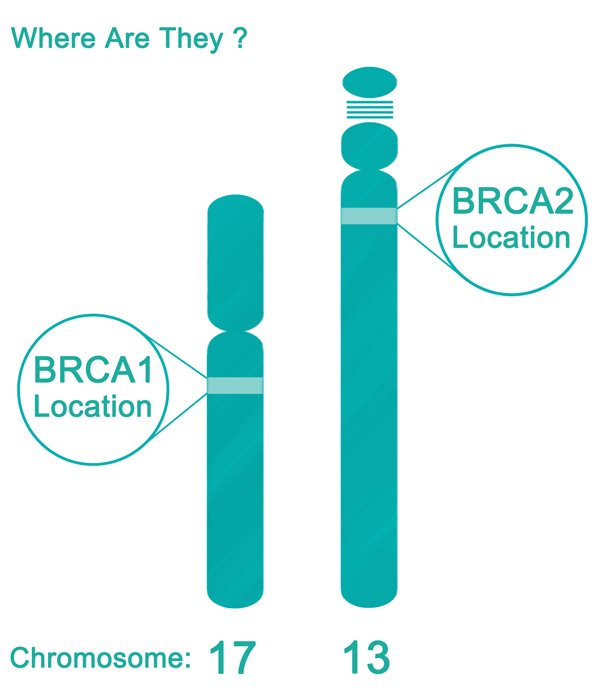 What Are the BRCA1 and BRCA2 Genes?