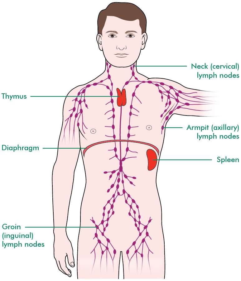 What is the lymphatic system?