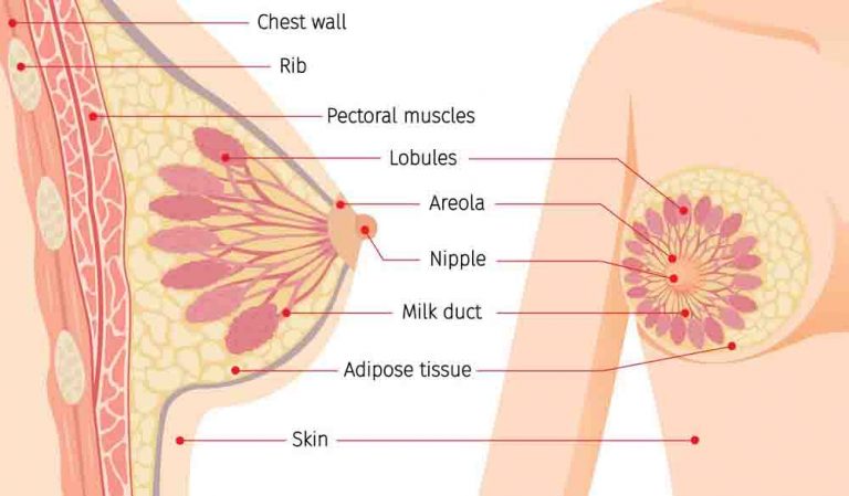 Women Should Know ,How Does Breast Cancer Start ...